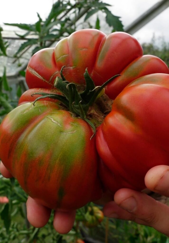 896g Pantano Romanesco