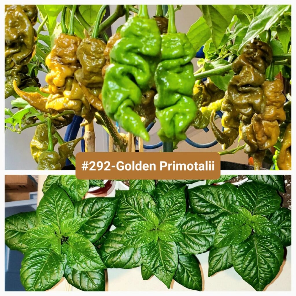 I can't decide which one I like the most.