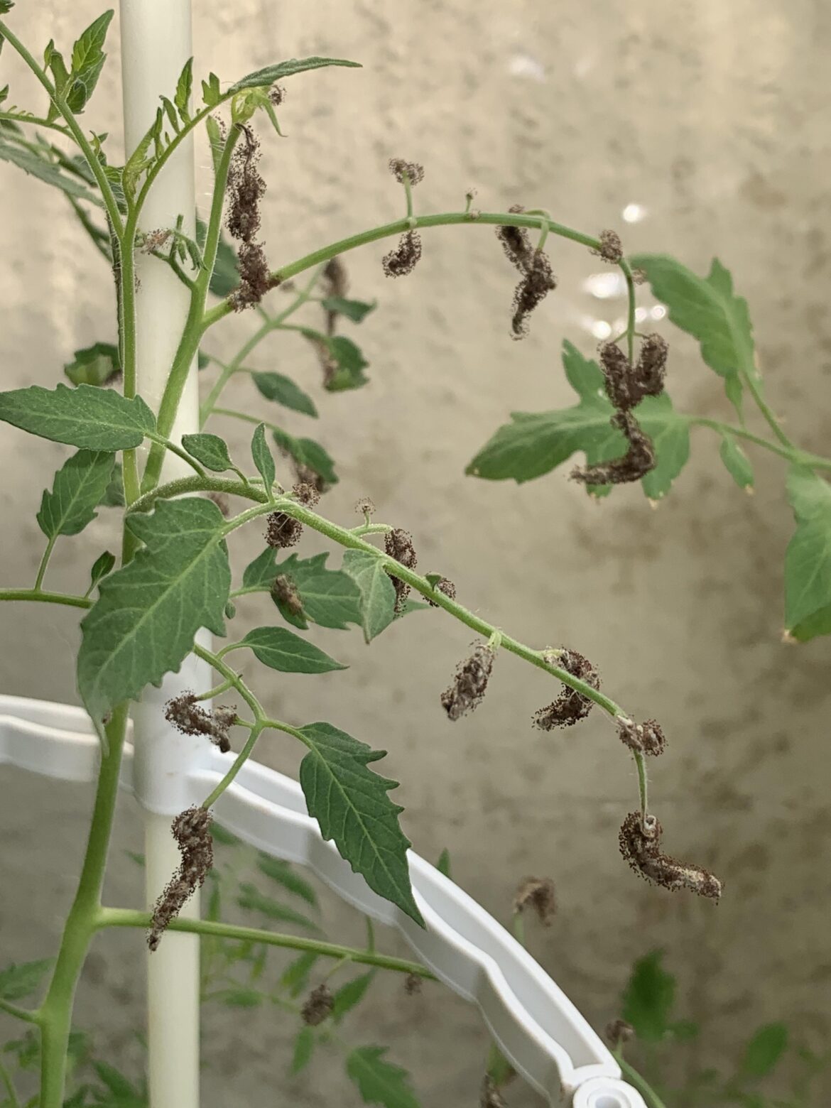 I am pretty sure my tomatoes had thrips before but would they do this?