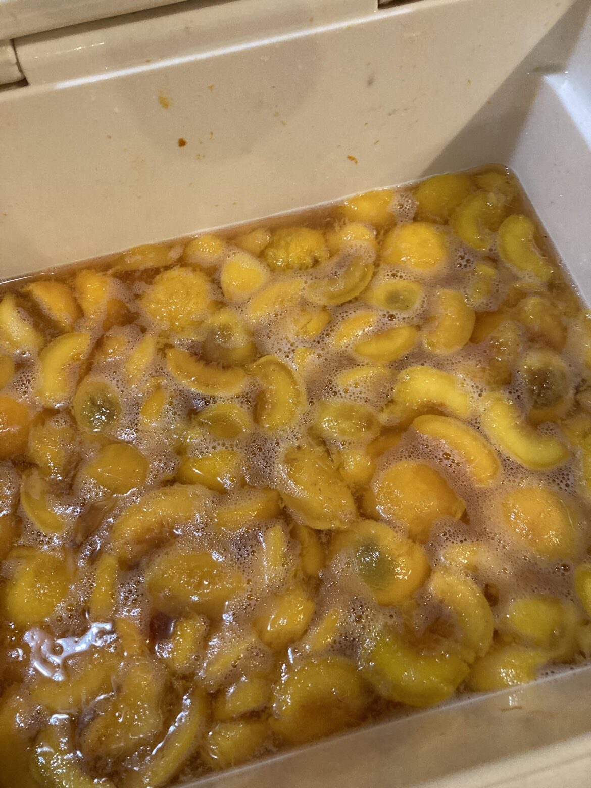 Left peaches in cooler overnight