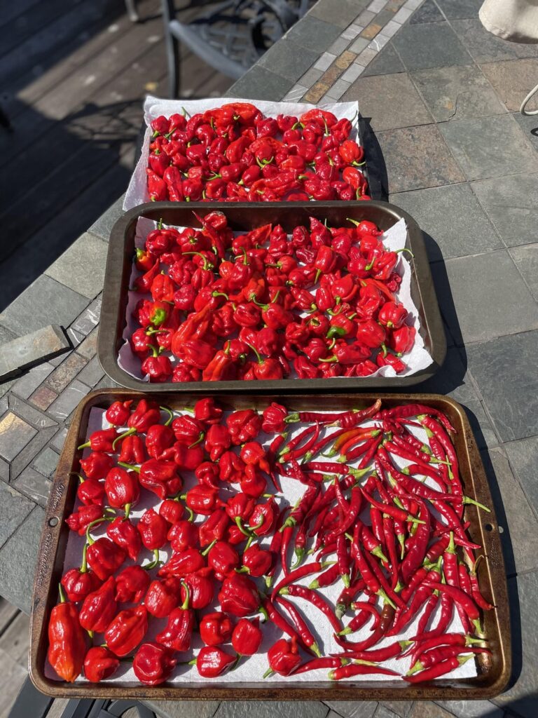 Fourth harvest this season. Grateful for all the yield I’m getting. Now, onto the dehydrator.