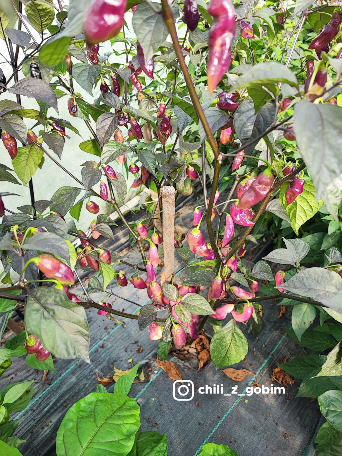 My PDNxD 2.3 pepper plant.