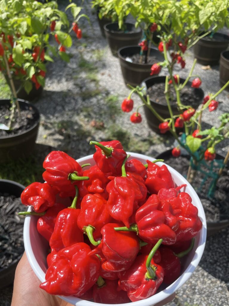 Fourth harvest this year. Very fortunate. Waited about two weeks to harvest