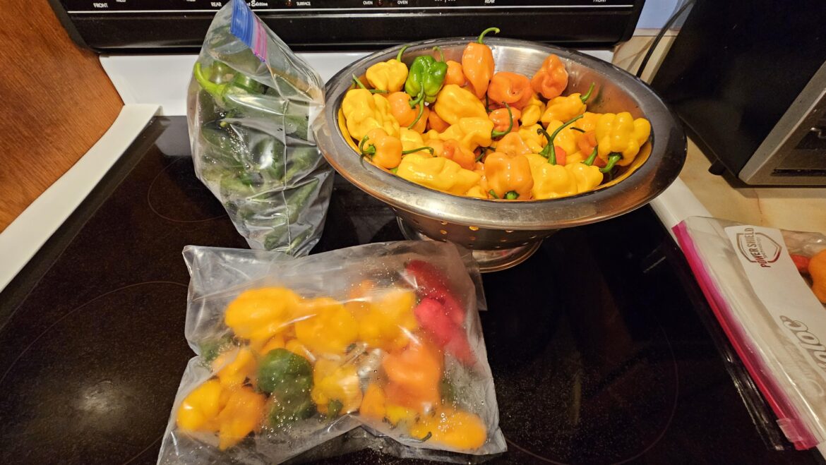 My first pepper haul