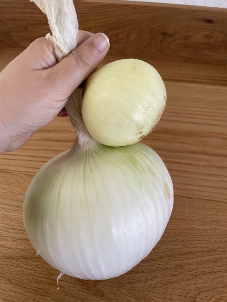 The size of this onion