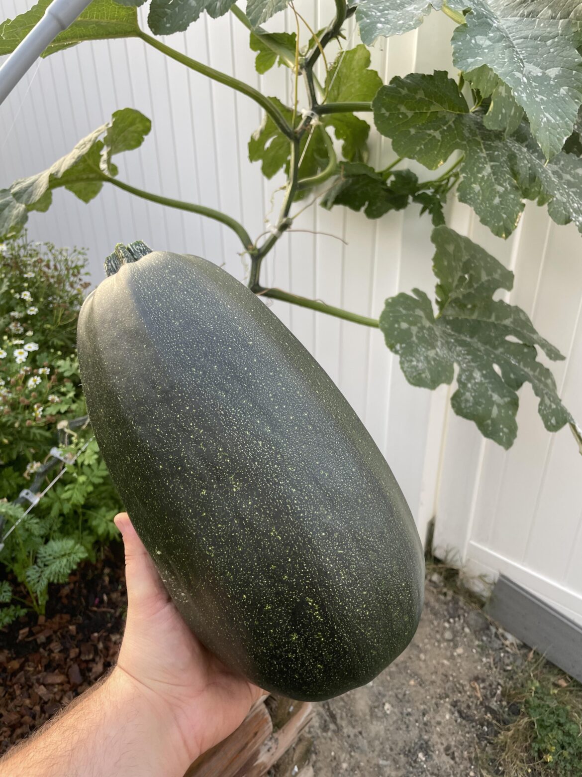 Going to try to make a Jack-o-lantern out of this zucchini 😂