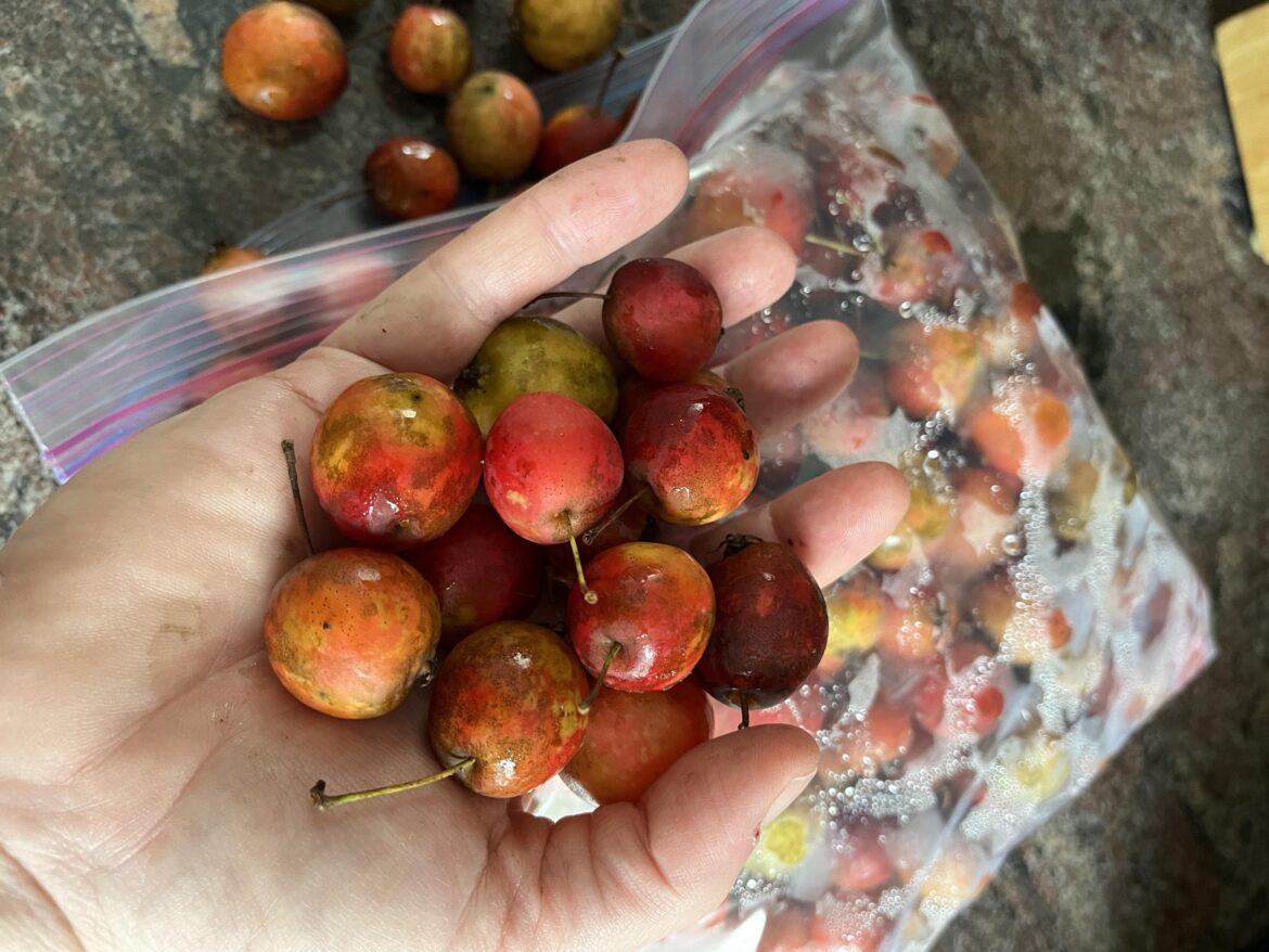 Need input/internet searching is inexact! Tiny crabapples - apple butter possible?