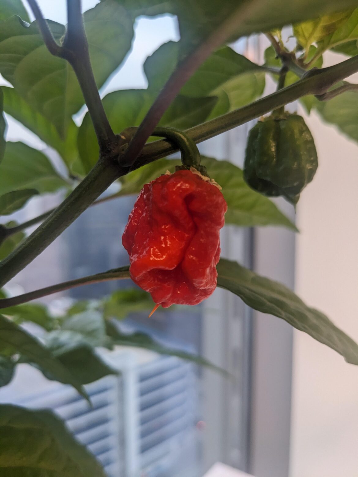 My first reaper is ripe