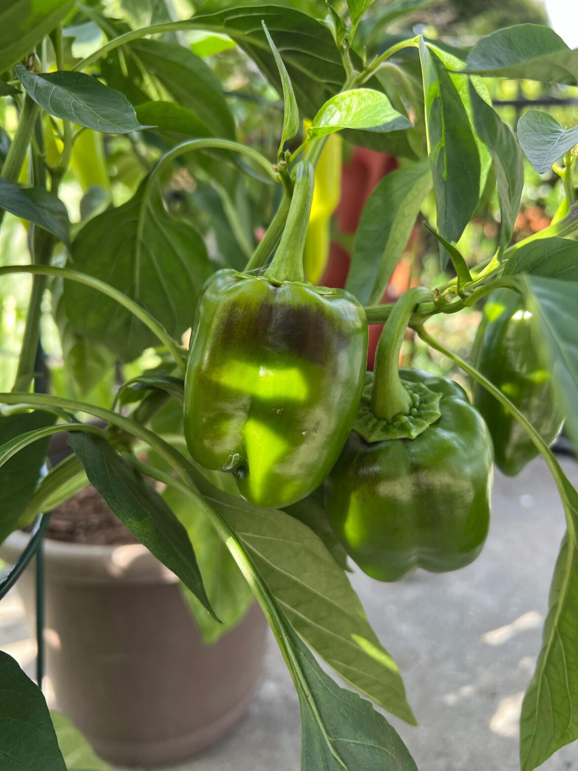Bell peppers showing some black streaks on them. What is it and how to fix?