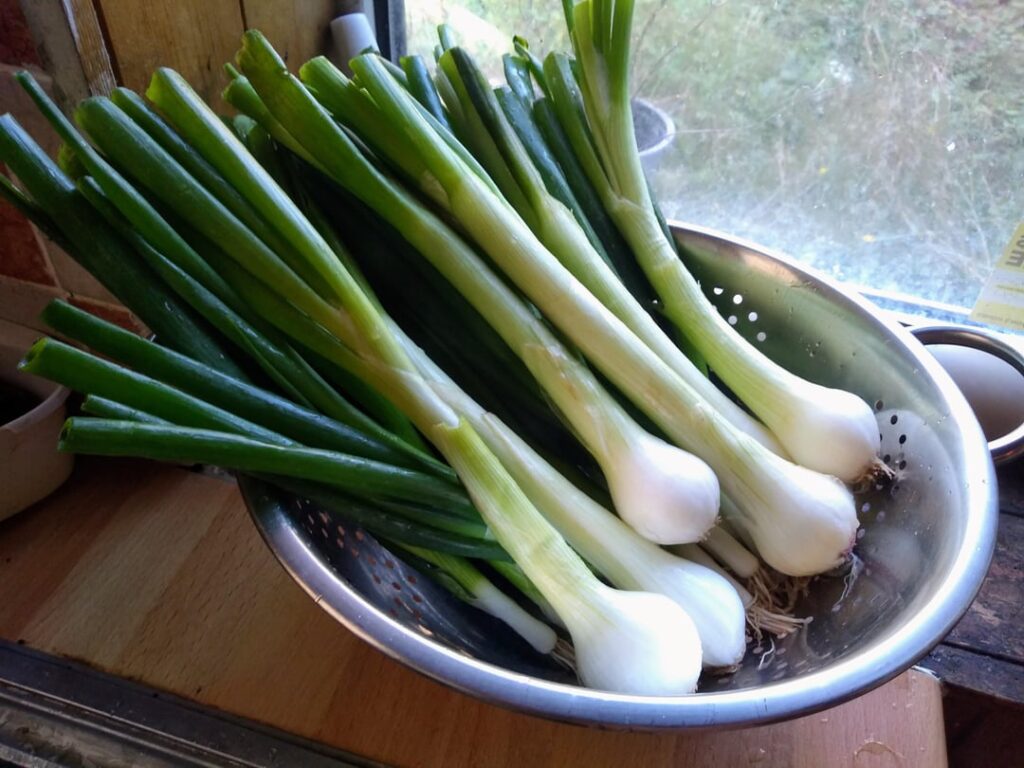 Spring onion and gruyere tart