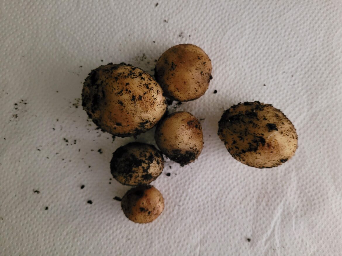 Four 5-gallon buckets and these are the only potatoes I got...