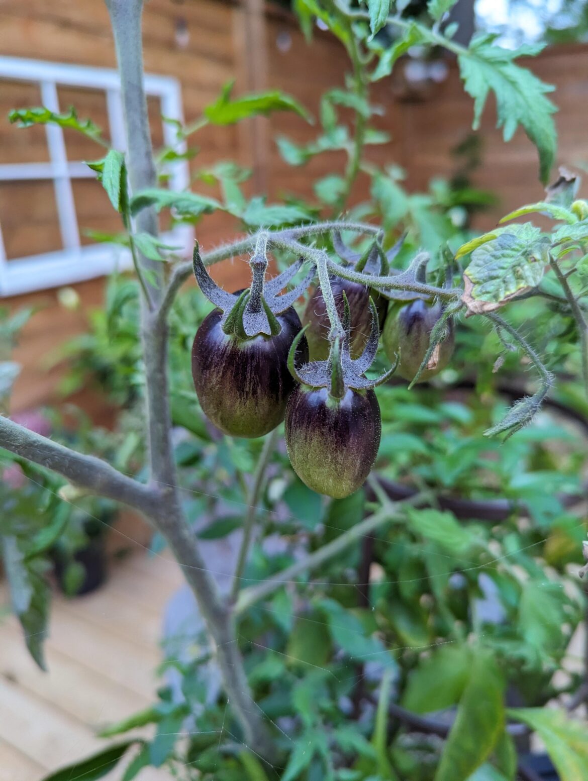 What kind of tomato is this?