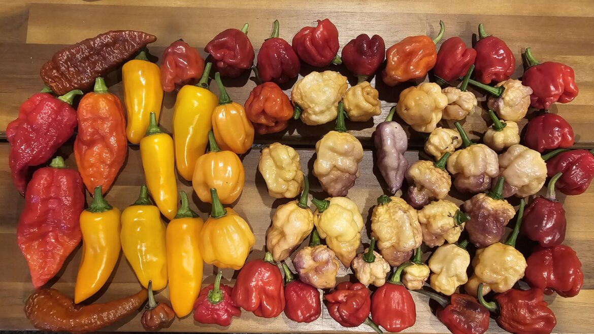 Crazy peppers from my second garden.