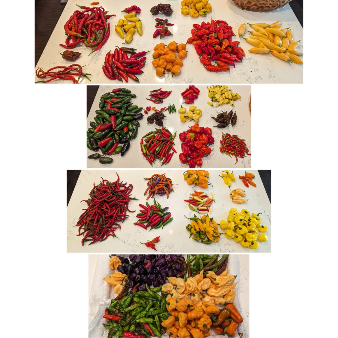 Grew more than I could possibly ever use, anyone want to take some off my hands?