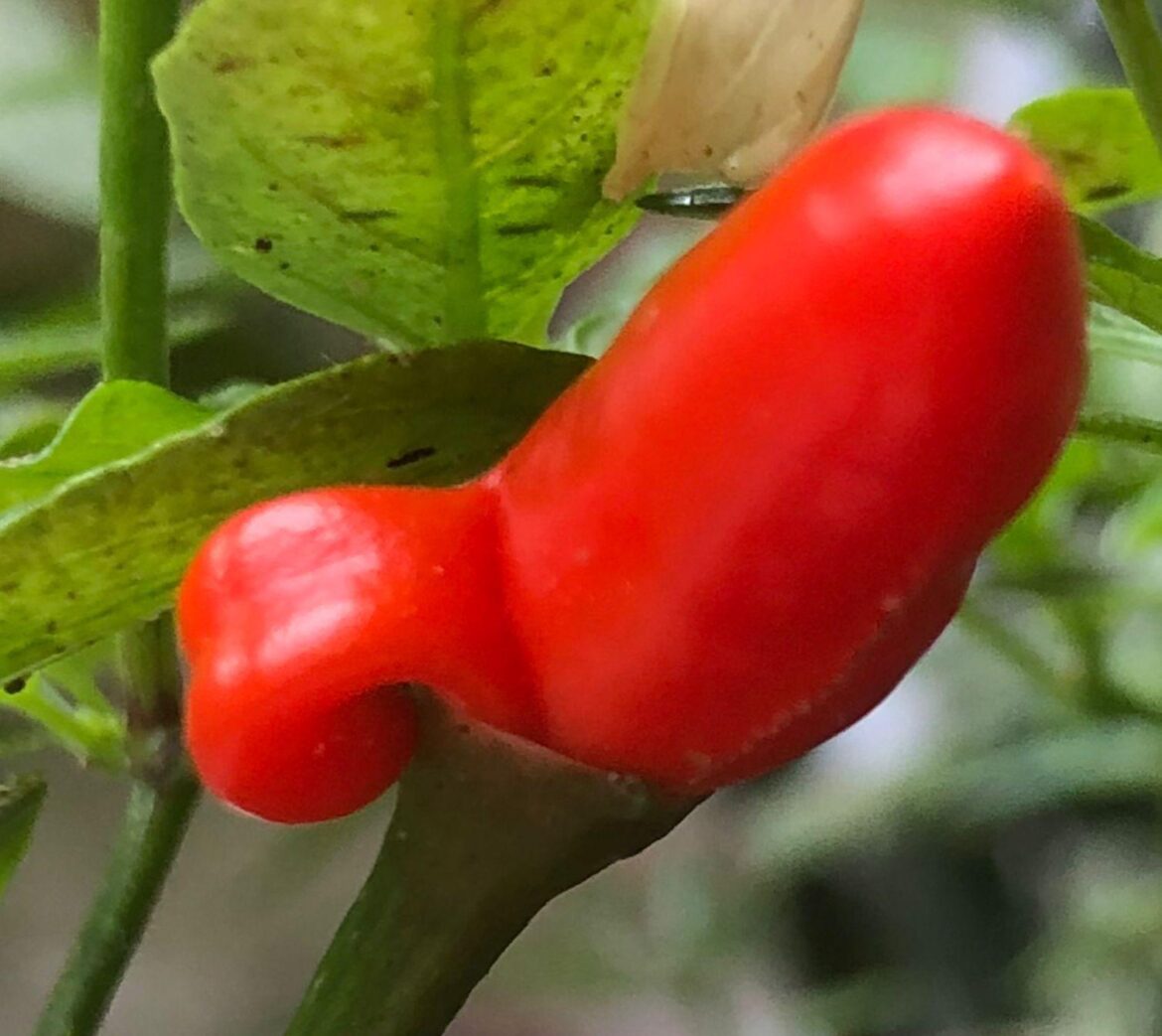 Seeds said piri piri. Looks more peeny piri to me.
