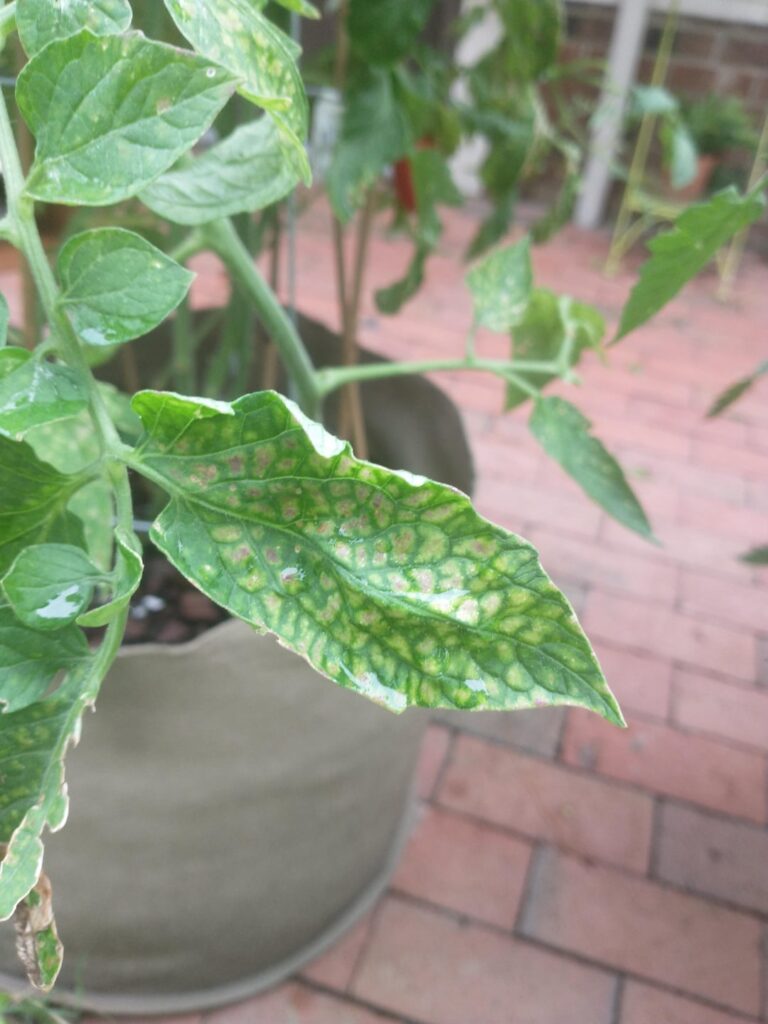 Do I have fungus/virus? I've already applied neem/BT to deal with pests eating my leaves.