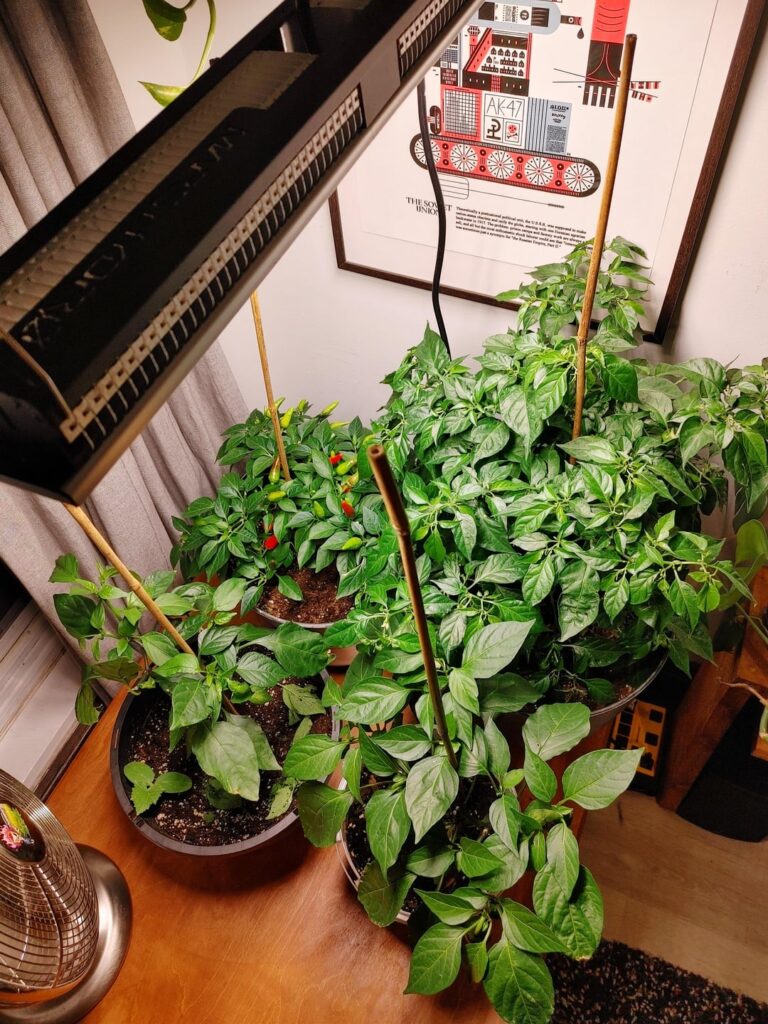 Winter is coming. Any tips for bringing your hot peppers indoors?