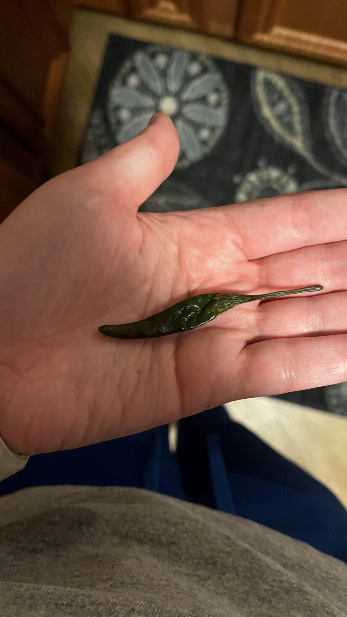 First time I had to post here… this chili pepper is comically small