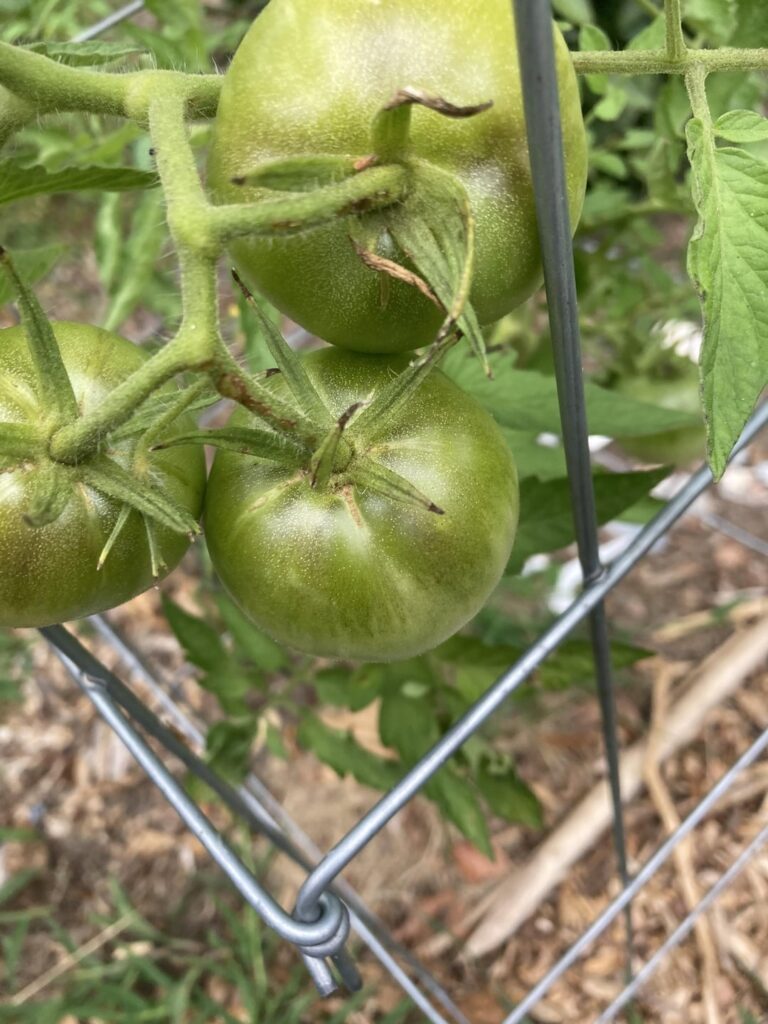 Doesn’t look like my other beefsteaks. Can anyone identify?
