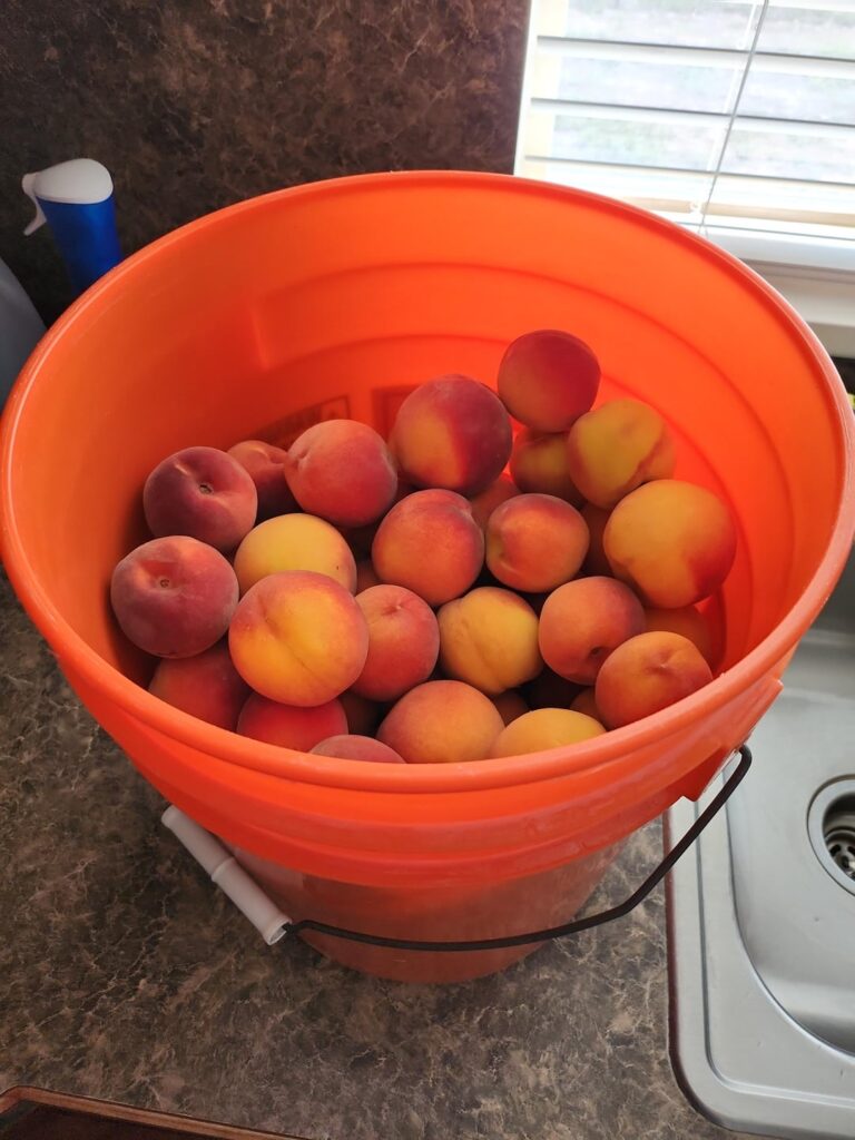 PEACHES! Second time canning.