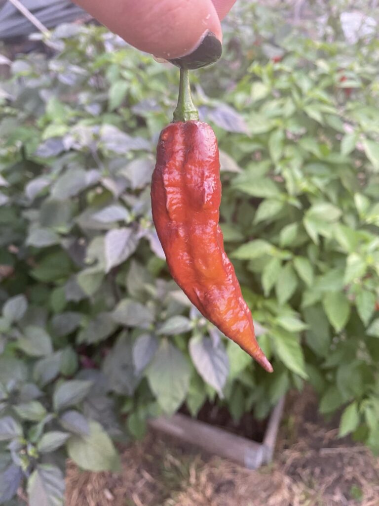 Maroon tiger finally ripened 🥹