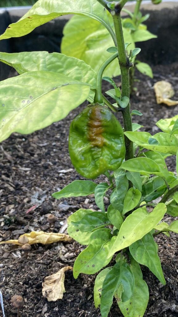 They told me it was reaper !! What you all think