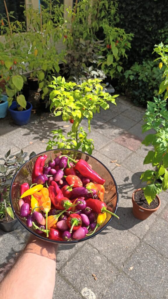 Went into my garden during the heatwave, sat next to my plants to harvest and relax