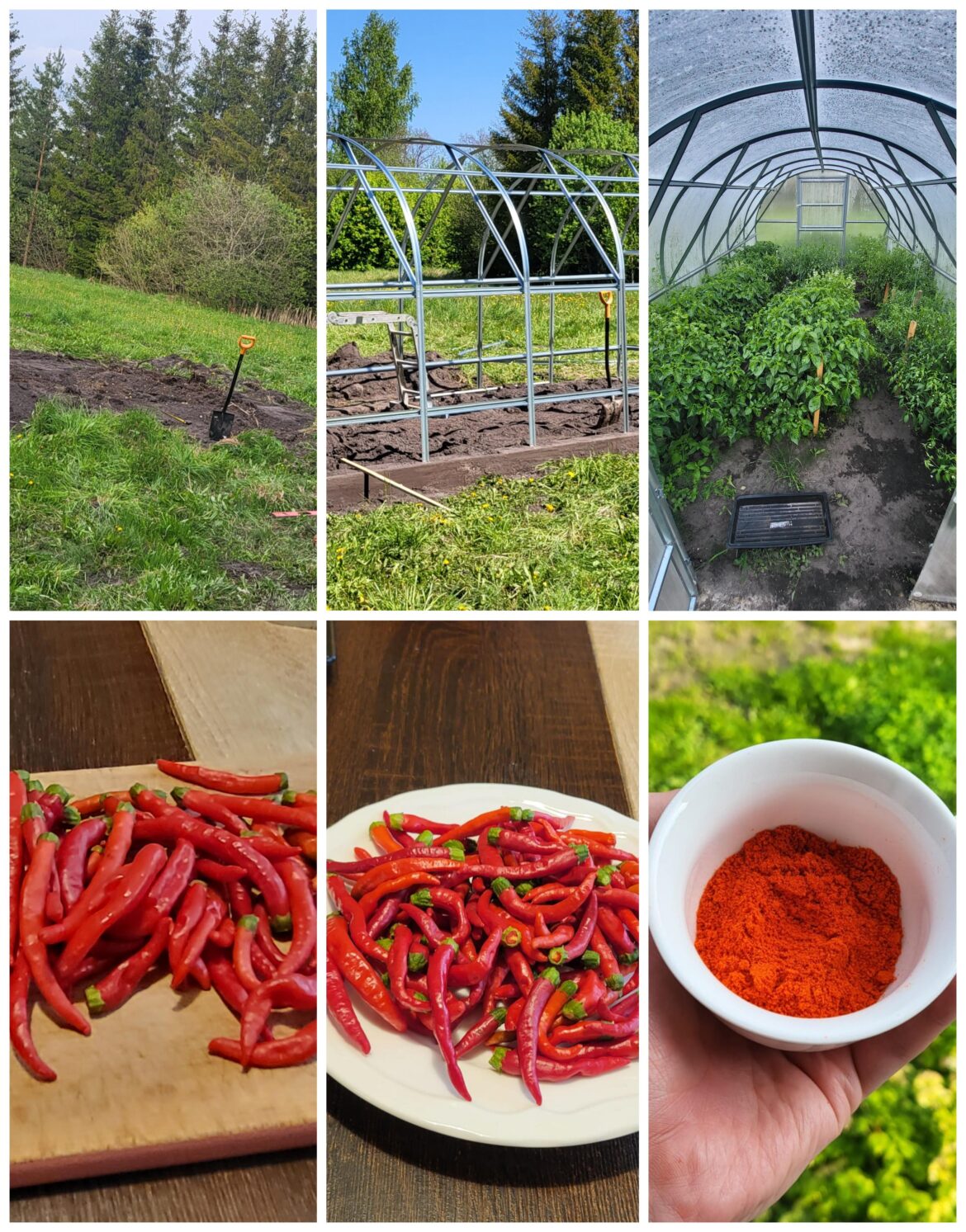 My first year, many more harvests are yet to come!