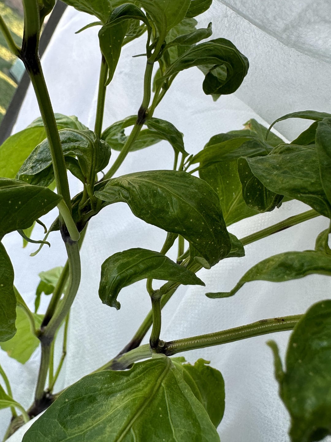 jalapeño leaves curling and tiny pale spots? Dining and Cooking