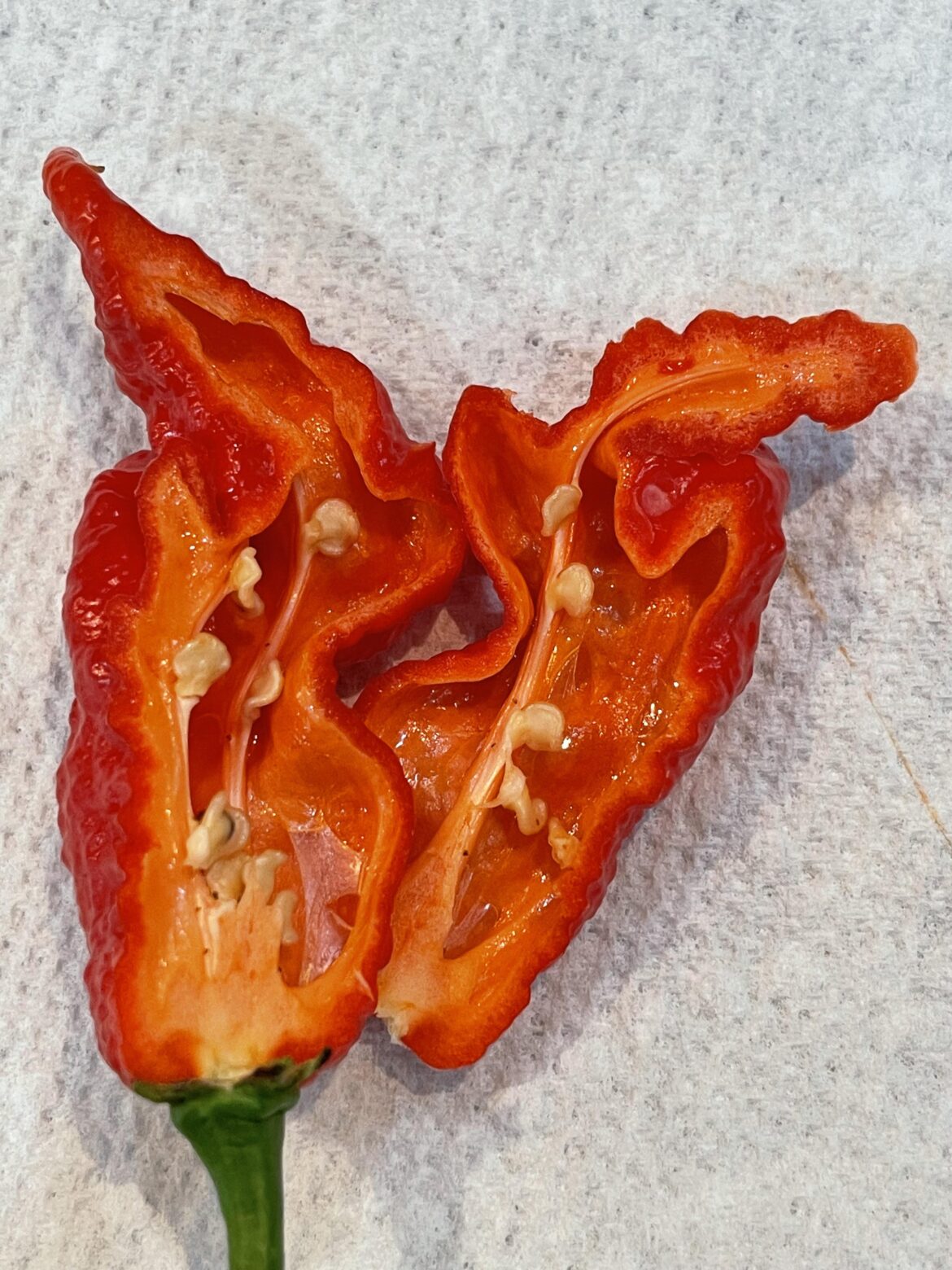 This primotalli is so full of oil…