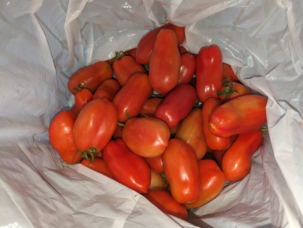 Just a sample of the 23lbs I picked today