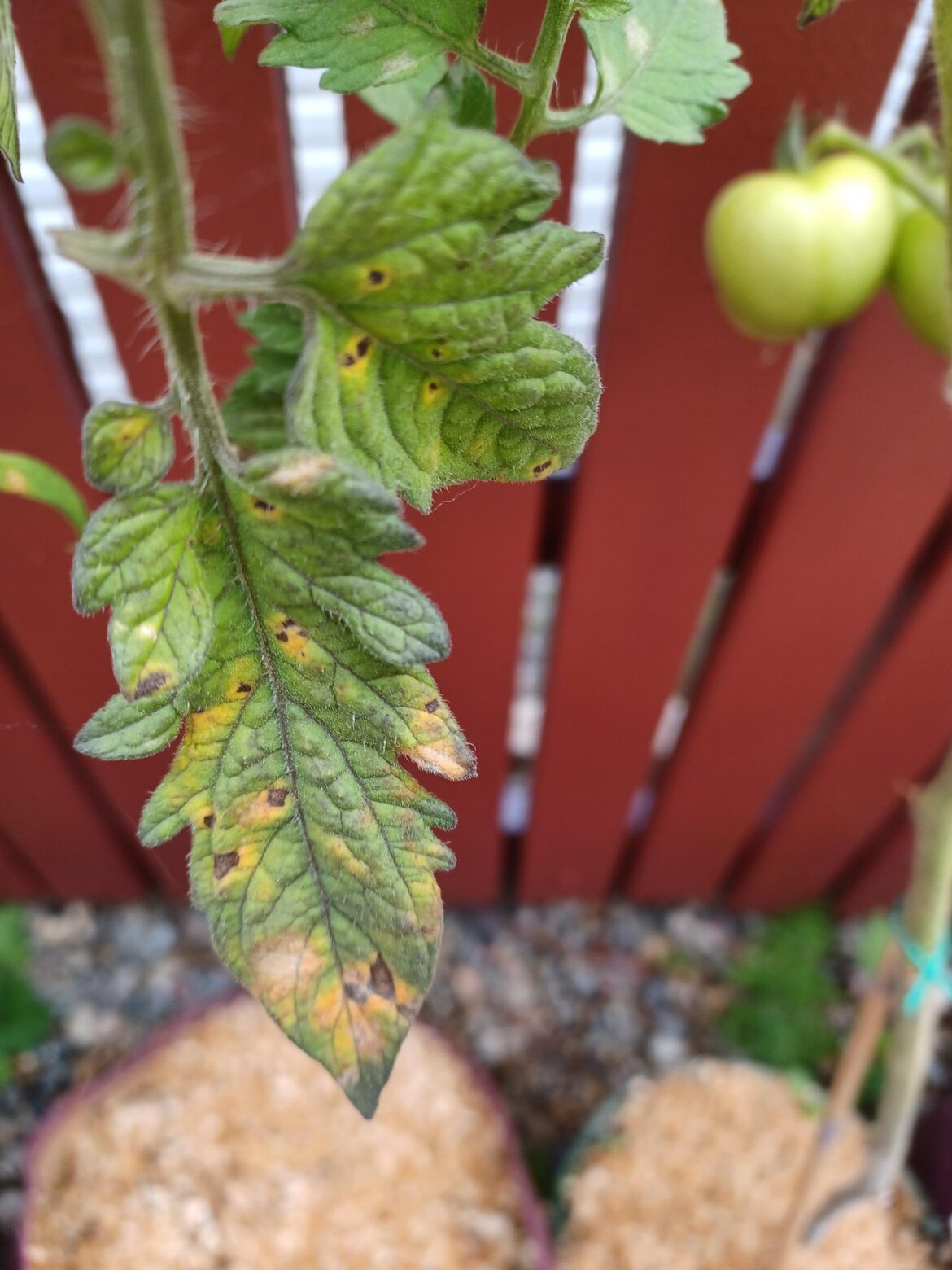 Yellow black spots on tomato leaves Yellow black spots on tomato leaves