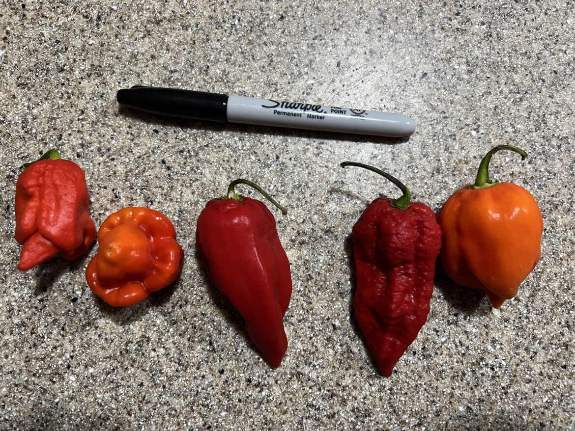 Pepper ID help