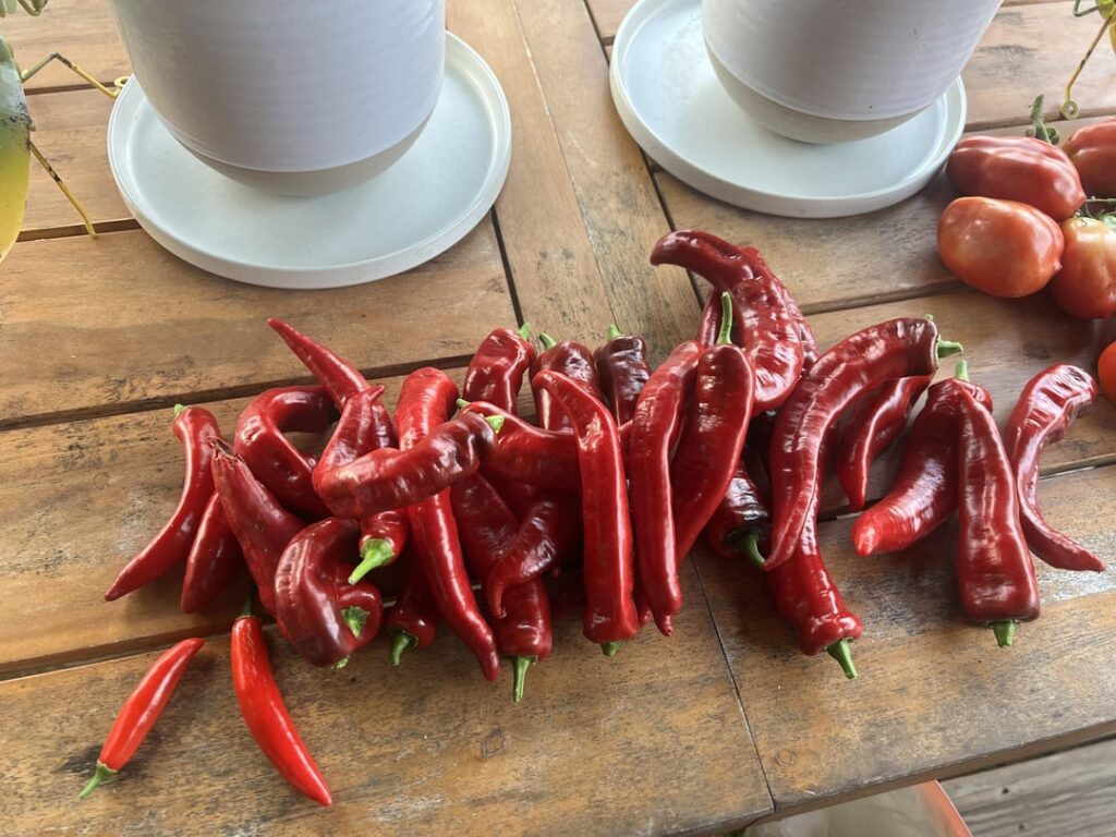 Lost on how to roast and can Jimmy Nardello Sweet Peppers. Help!