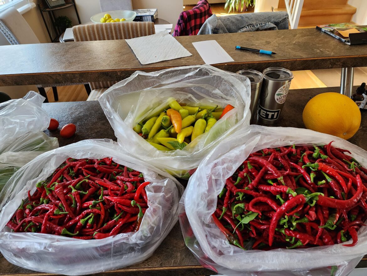 40 bucks worth of peppers from a local greenhouse