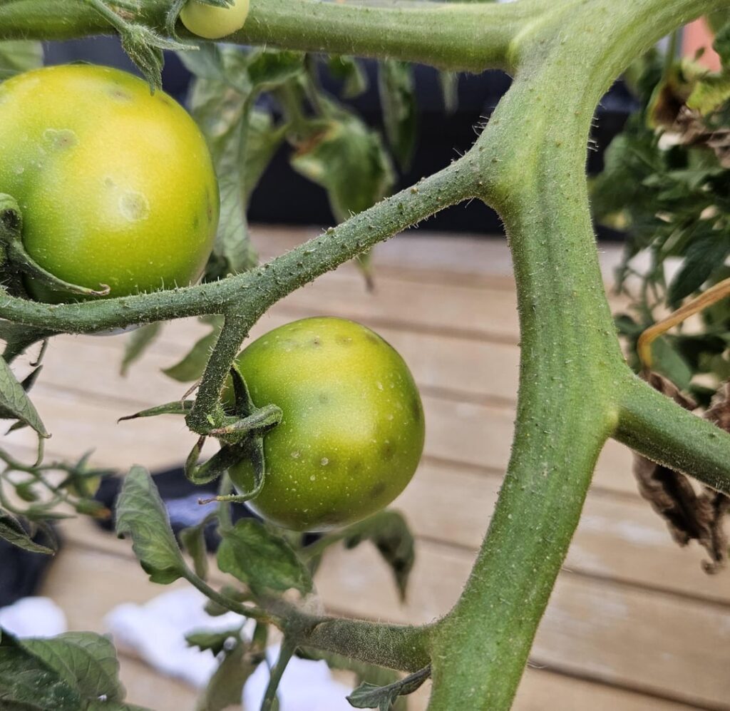 Newbie tomato grower