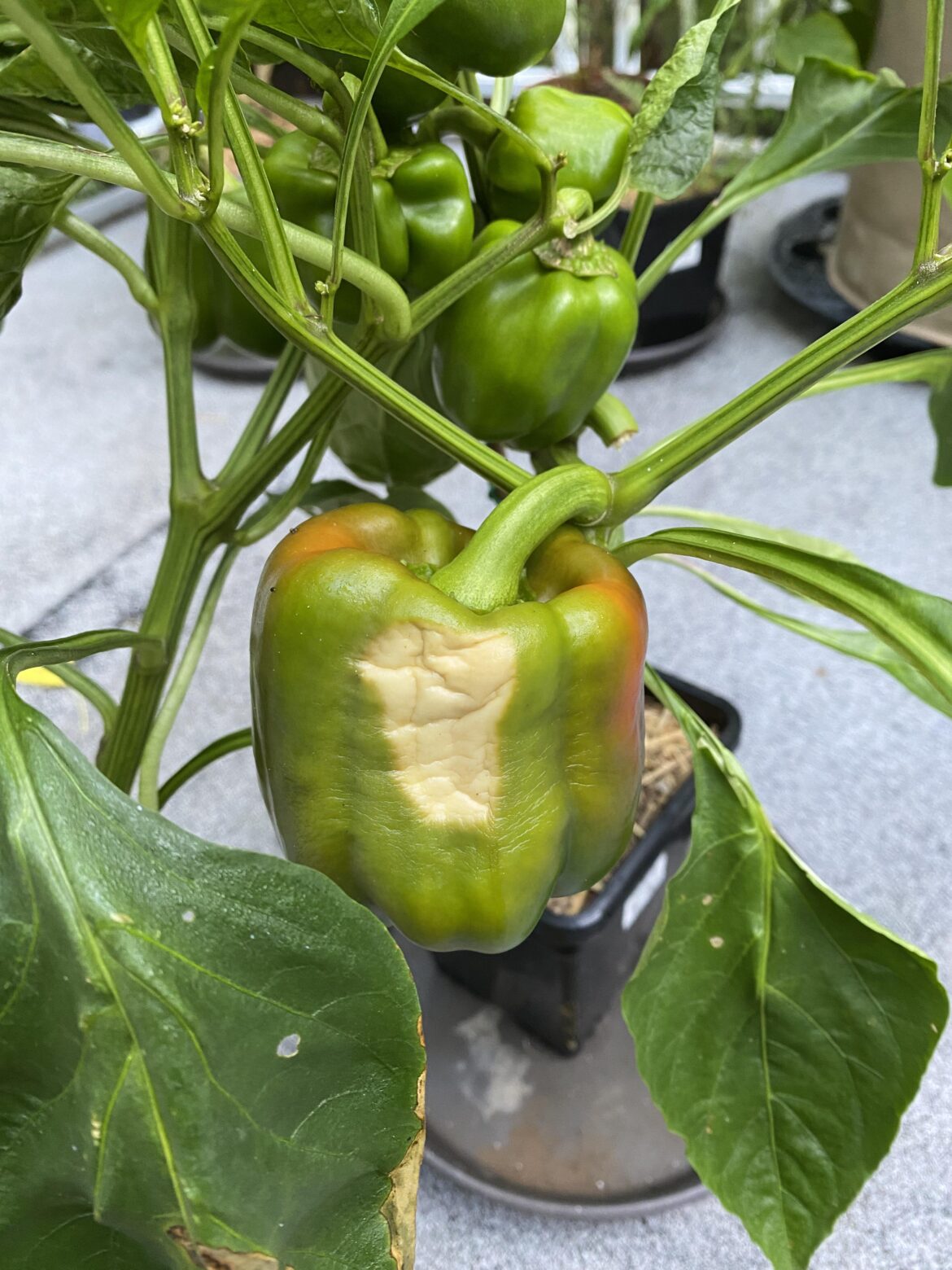 Does anyone know what’s happening to my pepper and how can I avoid it in the future?