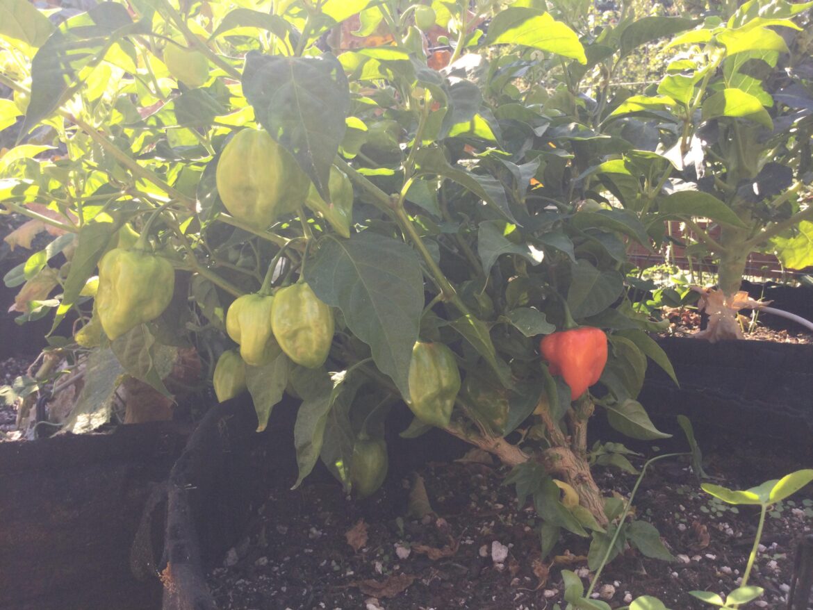 Age 13, I’m a chili head and my habaneros are coming in! Super happy to see them almost ready to pick! Got any recipe suggestions for these peppers?