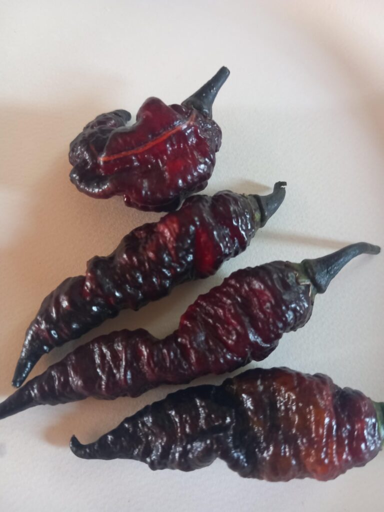 Naga twist black ready