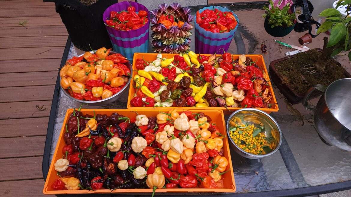 First big harvest of my crummy season. Almost 50 varieties of hot peppers.
