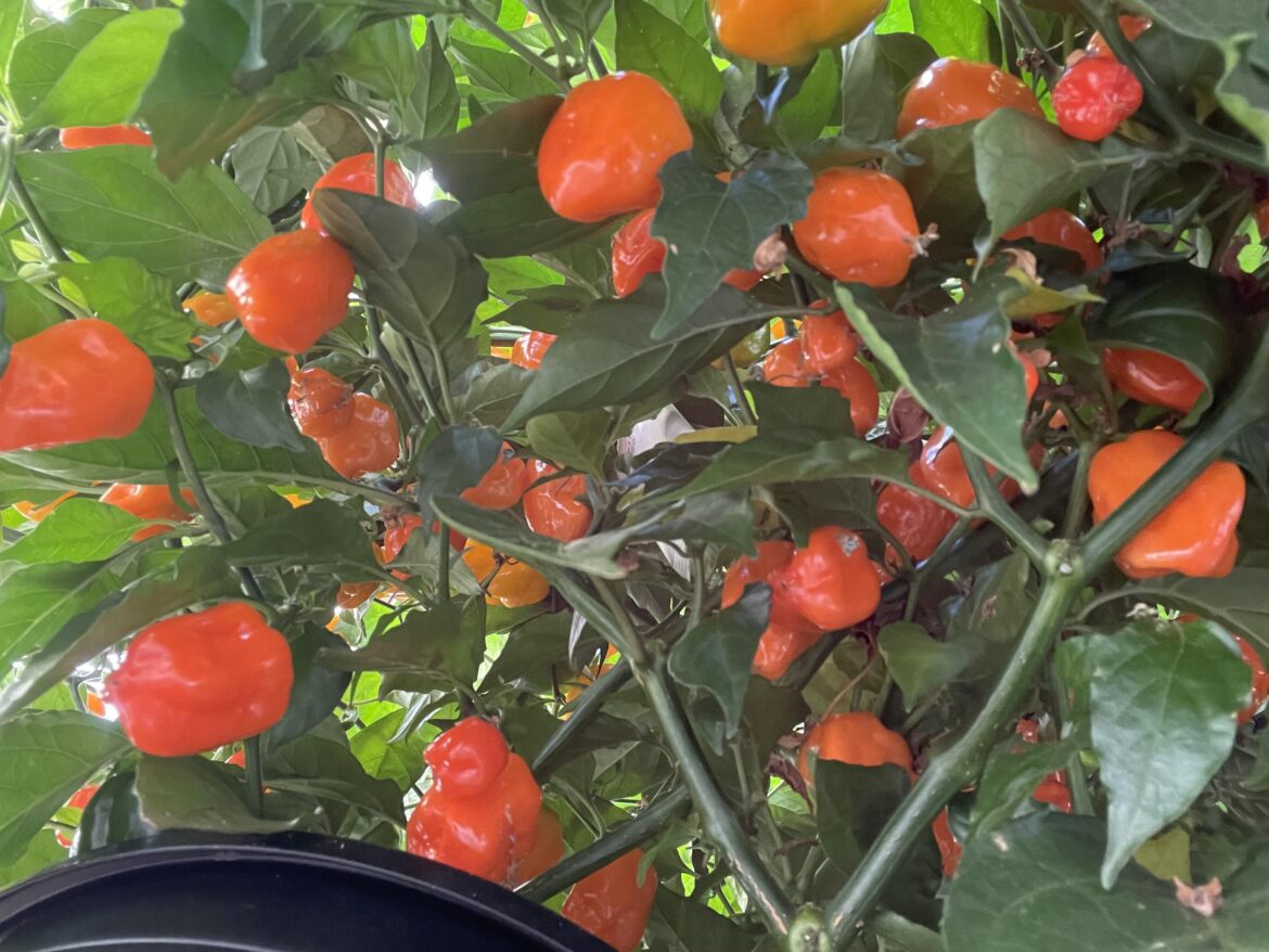 Habaneros grown in coco coir