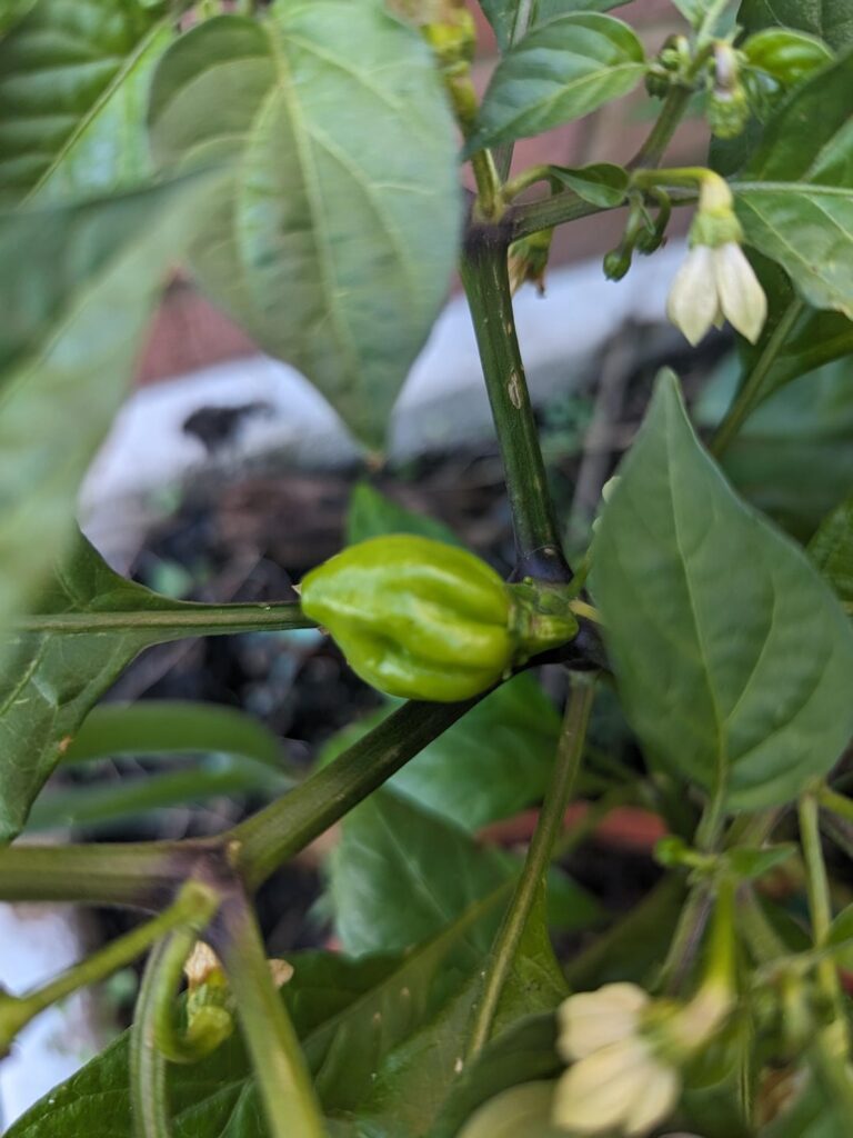 Can anyone help ID this plant?