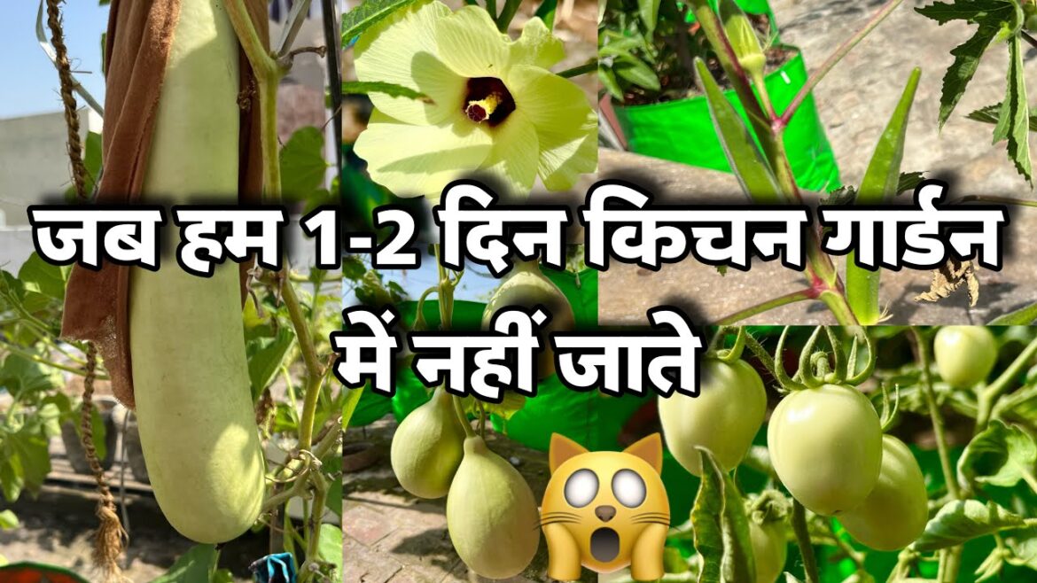 My Terrace Kitchen Garden Tour in September Last Week || Rooftop Vegetable Garden