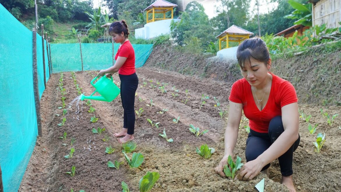 Vegetable gardening and growing winter vegetables, After 6 months of building the farm Vegetable gardening and growing winter vegetables, After 6 months of building the farm