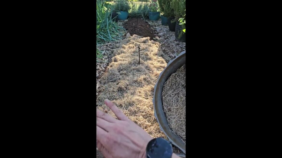 Winter Garden Mulch With Grass Clippings #shorts #gardeningvideos #garden #vegetablegarden Winter Garden Mulch With Grass Clippings #shorts #gardeningvideos #garden #vegetablegarden