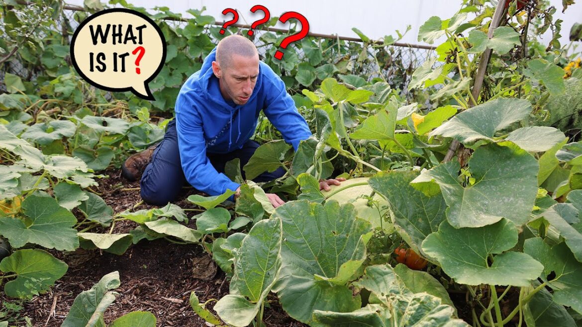 bad storm reveals massive ancient vegetable bad storm reveals massive ancient vegetable