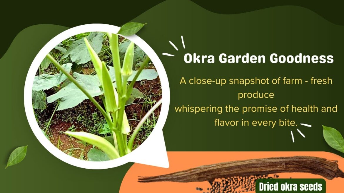 Get Tips For Growing Okra In Your Vegetable Garden! Get Tips For Growing Okra In Your Vegetable Garden!