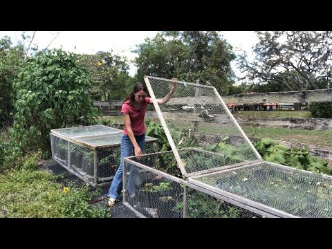 Hardware Cloth Cages In The Vegetable Garden To Protect Berry Plants From Wildlife Hardware Cloth Cages In The Vegetable Garden To Protect Berry Plants From Wildlife