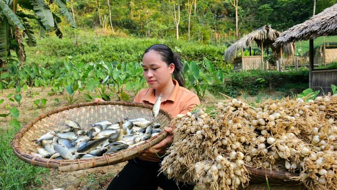 Harvest field carp & Palanquin vegetables go market sell - Plant flowers in the garden