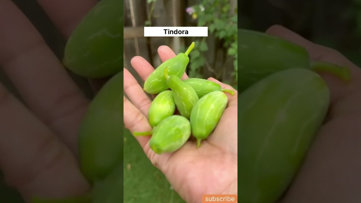 #Organic farming Harvest vegetables #organic gardening #shorts #Organic farming Harvest vegetables #organic gardening #shorts